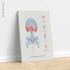 Mechanics of Breathing anatomy chart for clinics