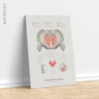 Pelvic Floor System anatomy chart for clinics
