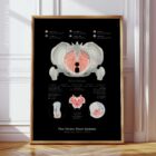 Pelvic Floor System anatomy chart for clinics