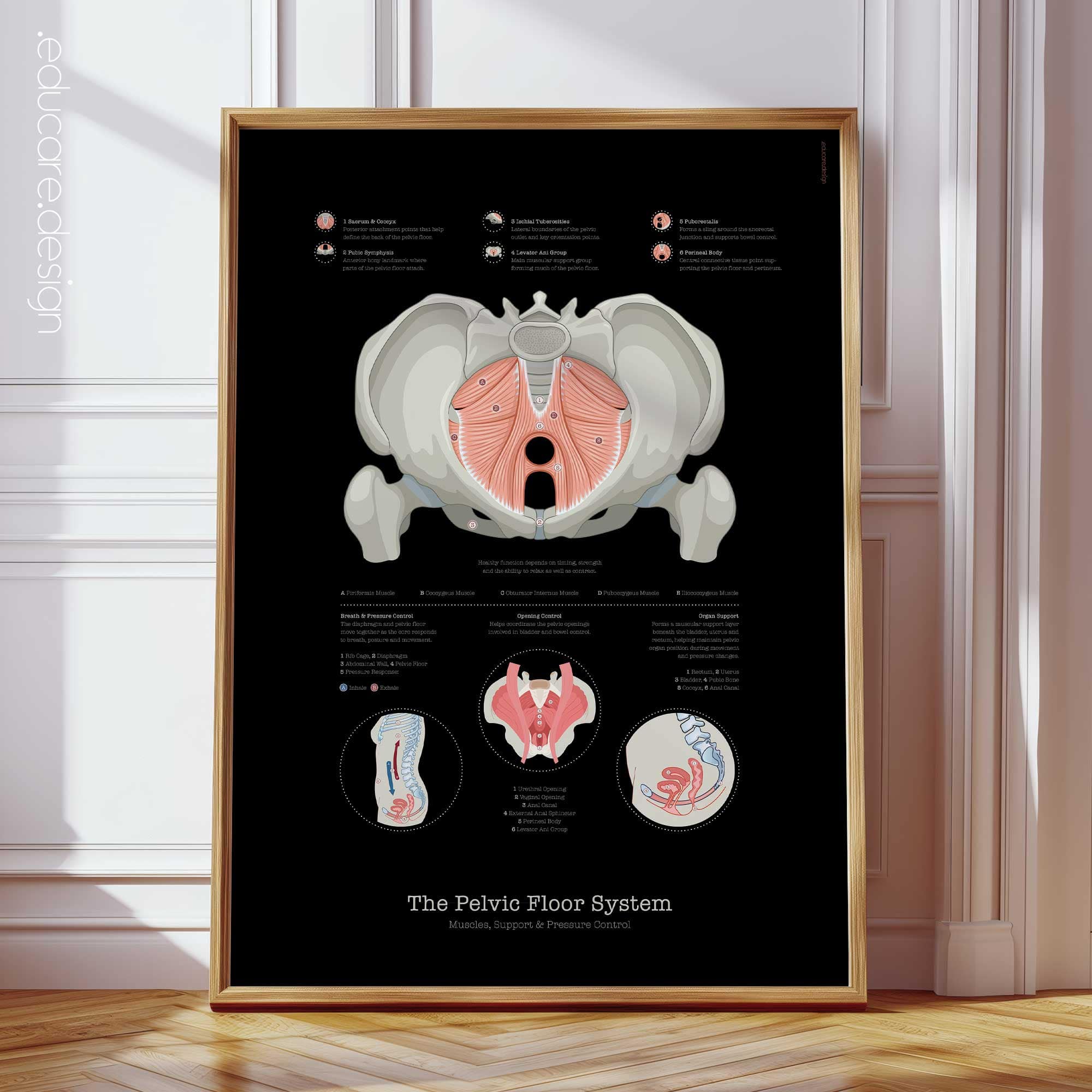 The Pelvic Floor System Chart