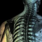 The Radiant Man anatomy chart for clinics