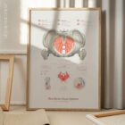 Pelvic Floor System anatomy chart for clinics