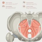 Pelvic Floor System anatomy chart for clinics