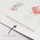 Pelvic Floor System anatomy chart for clinics