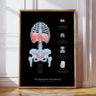 Mechanics of Breathing anatomy chart for clinics