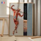 Fascia et Couches du Tissu Fascial planche anatomique pour cabinets et cliniques