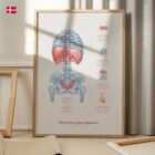 Vejrtrækningens Mekanik anatomidiagram til klinikker