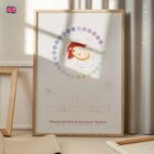 Menstrual Cycle and Hormonal Rhythm anatomy chart for clinics