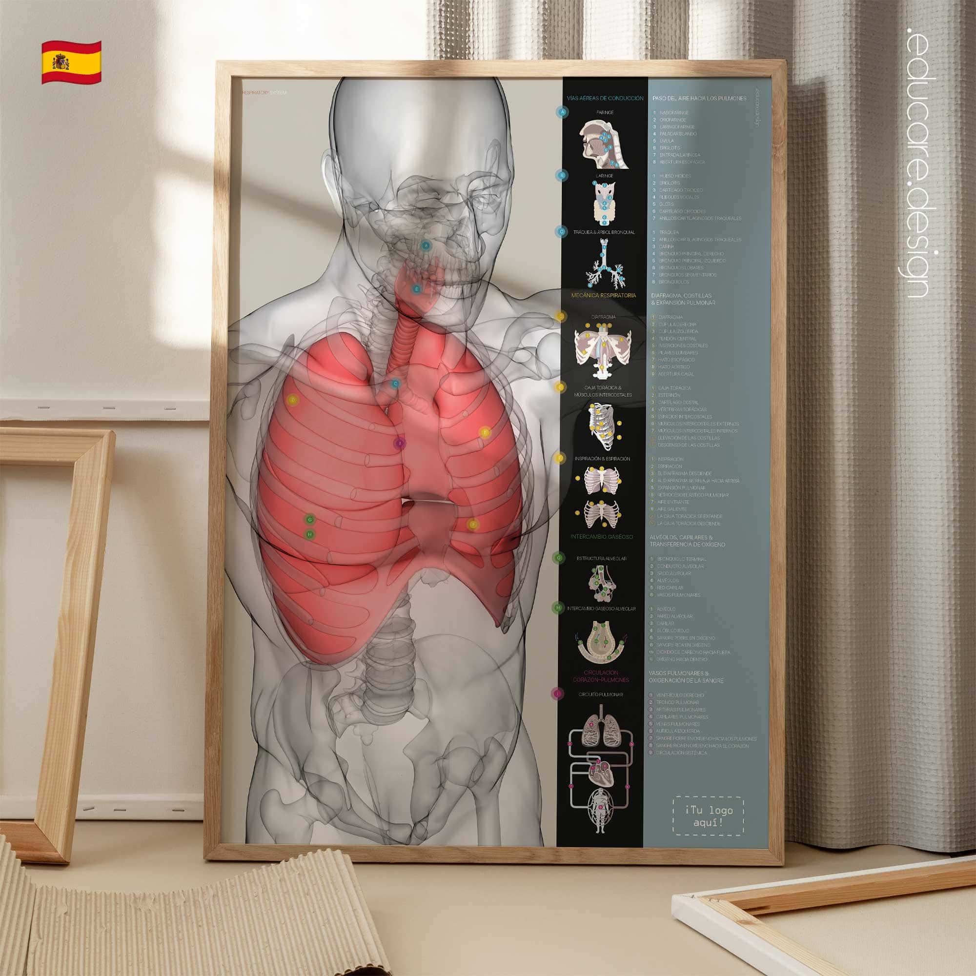 Respiratory System anatomy chart showing airways, lungs, diaphragm, alveoli, gas exchange and heart-lung circulation.