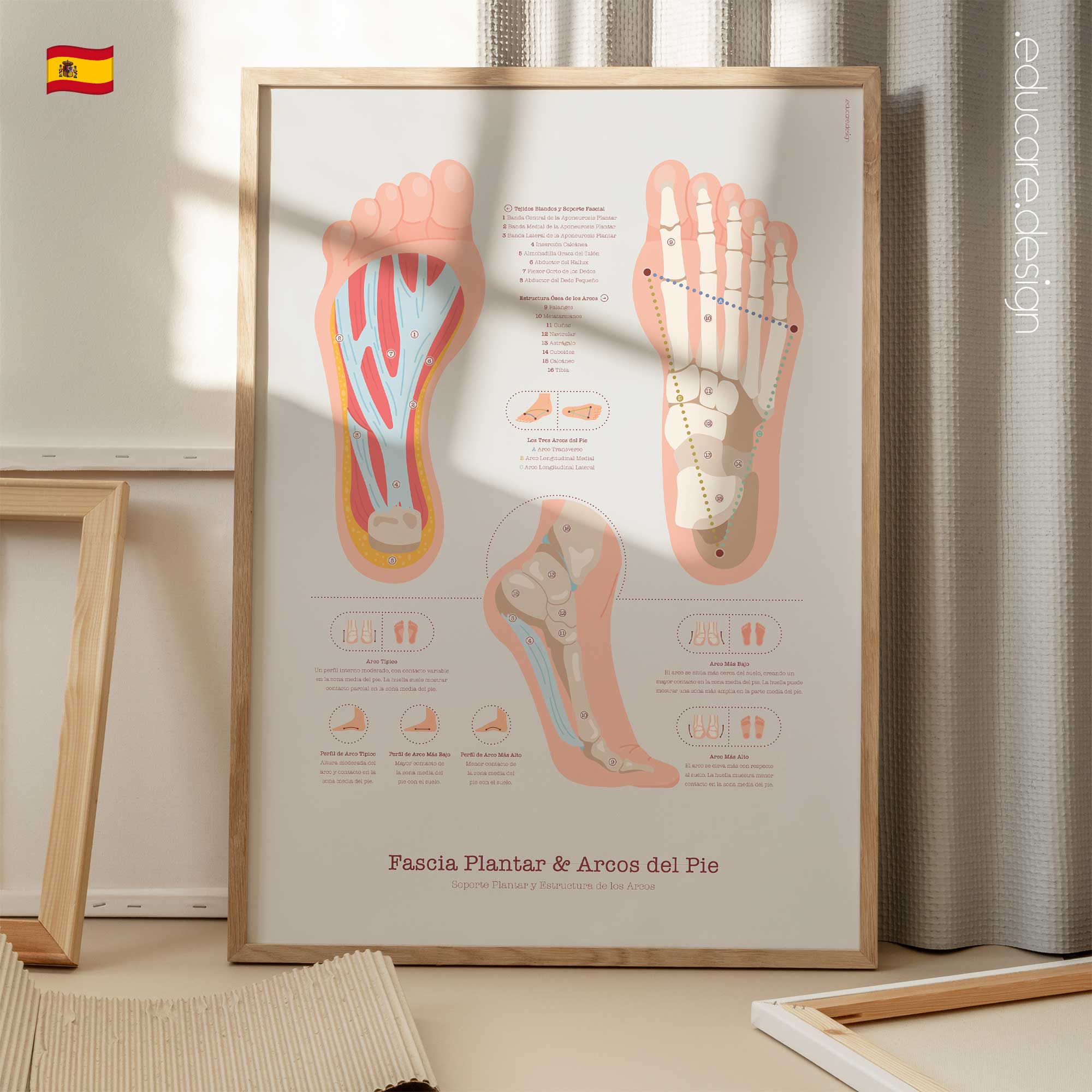 The Foot anatomy chart for clinics