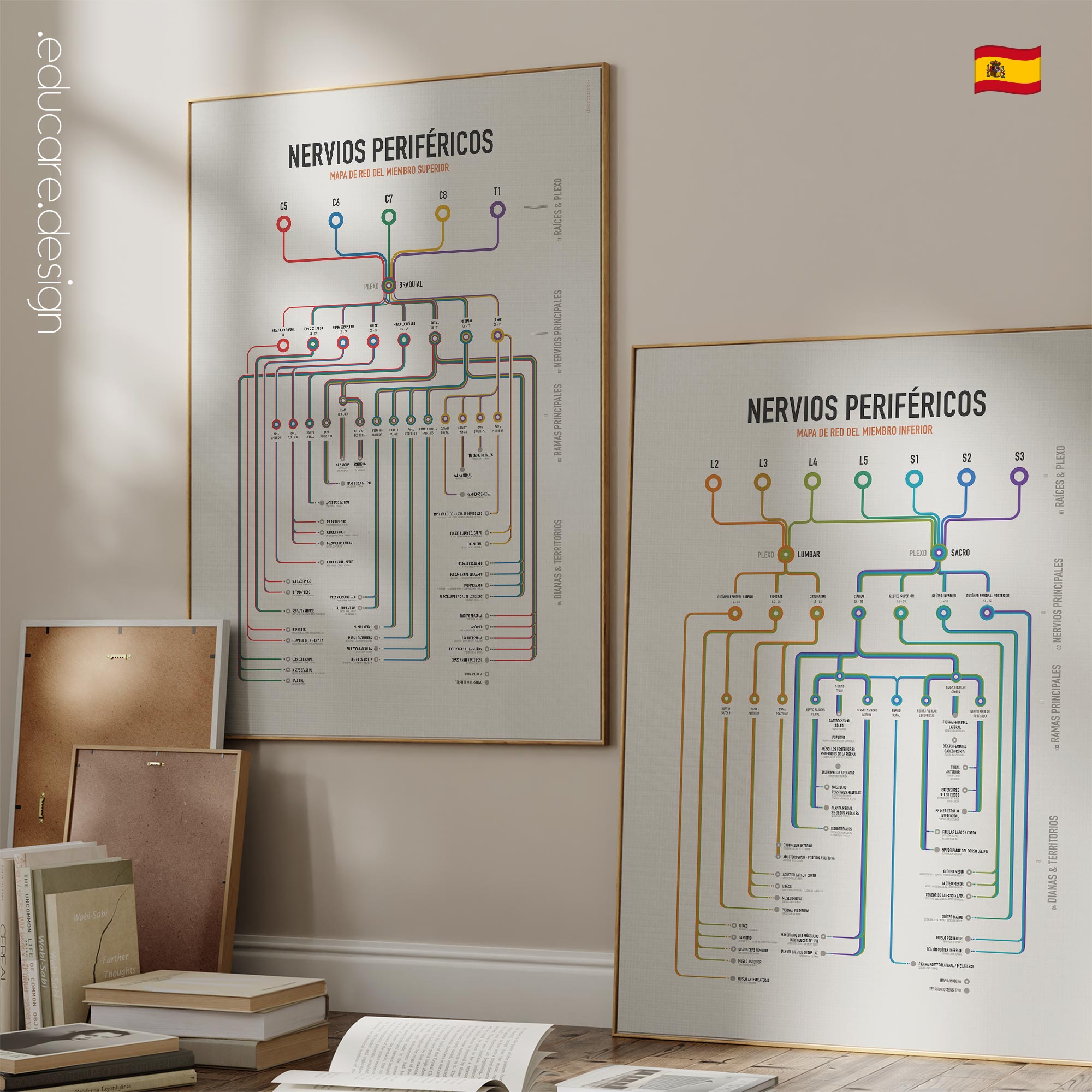 Conjunto de Nervios Periféricos